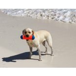 CHUCKIT Tumble Bumper (M)