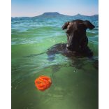 CHUCKIT Air Fetch Labda (M)