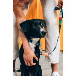 ZEE.DOG Ella Nyakörv (S)